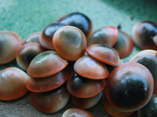 Trên thế giới, ốc xà cừ còn phân bố ở Ấn Độ, Úc và Nhật Bản. (Nguồn Flickr)