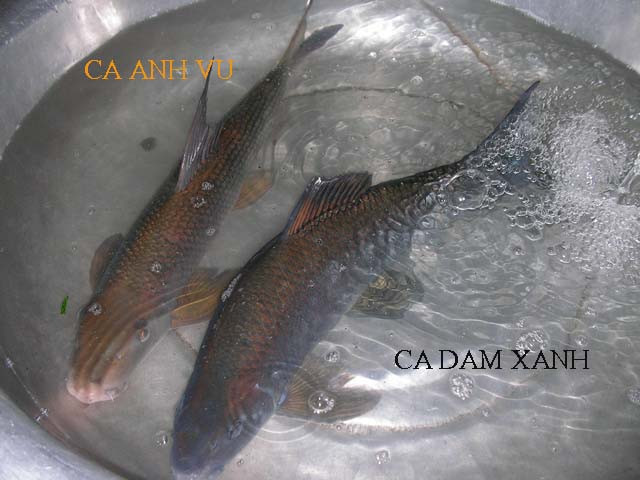 Hàng năm, đến mùa sinh sản, cá dầm xanh thường chui vào các hang động để đẻ trứng. (Ảnh Hatthocvang)