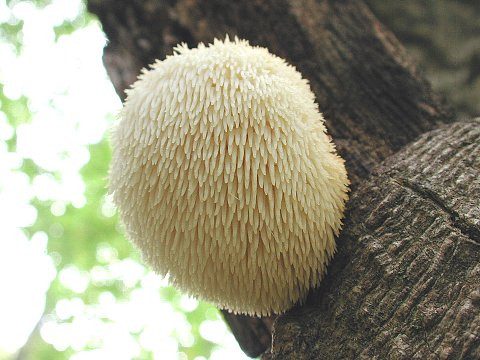 Mặc dù Việt Nam không phải nơi có khí hậu thích hợp để trồng nấm bờm sư tử nhưng hiện nay đã có vùng nuôi trồng thành công loại nấm độc đáo này trong điều kiện nhân tạo. (Ảnh Elitenootropics)