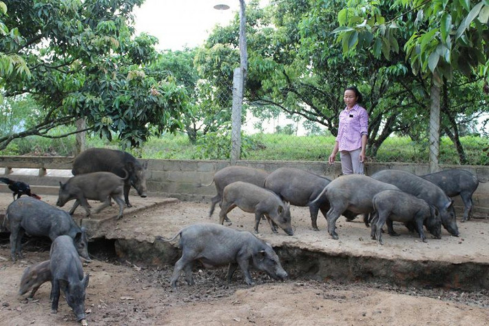 Lợn mán rất thông minh và ưa sạch sẽ. Vì vậy, nếu được huấn luyện thì lợn mán cũng có thể làm được nhiều trò giống như một chú chó. (Ảnh Trieuphunongdan)