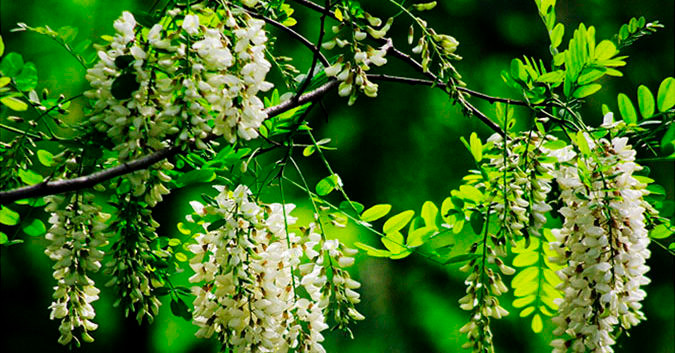 Ở nước ta, cây hoa hòe phân bố nhiều ở các tỉnh phía Bắc, trong đó nhiều nhất là tỉnh Thái Bình. (Ảnh Dkn)