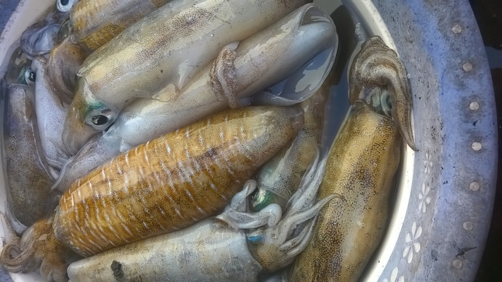 Mực lá thường được tìm thấy gần các rạn san hô, các tảng đá hay bờ biển. Thức ăn của chúng bao gồm cả các con cá nhỏ và động vật giáp xác. (Ảnh Dktcdn)