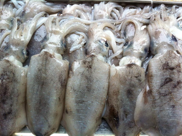 Thậm chí, độ ngon của mực lá còn được xếp vào hàng “vô địch” trong họ nhà mực. (Ảnh Haisanquangninh)