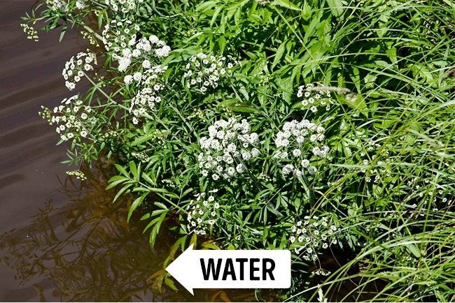 Toàn thân cây độc cần nước đều chứa chất độc cicutoxin, nhưng chất độc tập trung nhiều nhất ở bộ phận rễ. Ảnh Quantrimang.