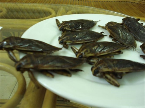 Tinh dầu cà cuống còn được chứng minh như là một chất kích thích thần kinh, có tác dụng gây hưng phấn và giúp tăng cường nhẹ khả năng sinh dục. (Nguồn Nongnghiep)