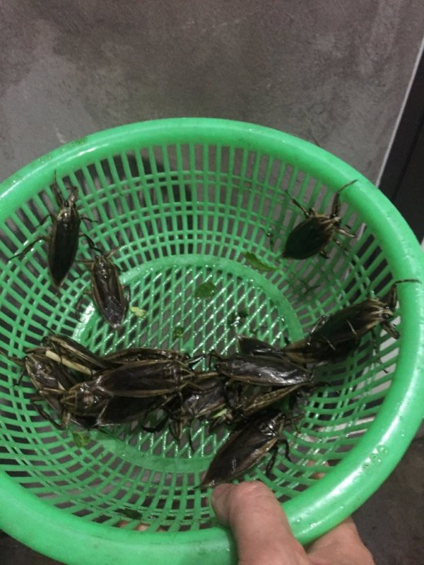 Cà cuống có thể dùng làm chế biến món ăn với hương vị rất ấn tượng. Nó được xem là gia vị quý giá được pha chế vào nước mắm. (Nguồn Otofun)
