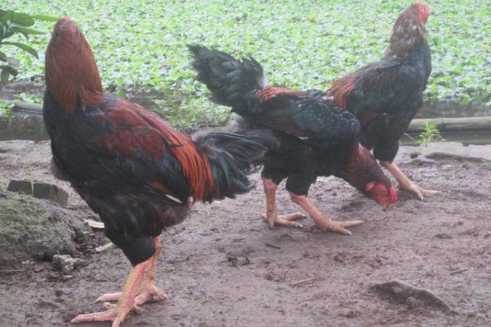 Gà Hồ mái có sản lượng trứng thấp. Nó chỉ đẻ 3 - 4 lứa/năm, mỗi lứa đẻ được từ 10-15 quả trứng. (Ảnh Googleusercontent)