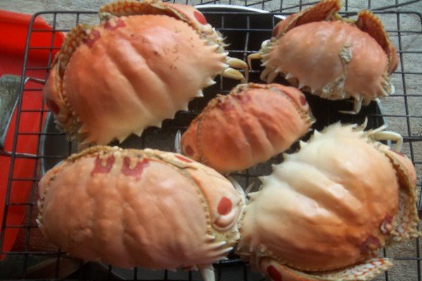 Con cúm núm hay gọi ngắn gọn là con cúm có hình dạng gần giống cua biển nhưng có chân và càng nhỏ, ngắn hơn, phần mai của cúm núm có hình tròn. (Ảnh Dichvuhangkhong)