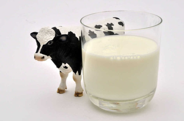Sầu riêng mà uống cùng sữa bò nếu nhẹ sẽ gây nên cảm giác khó chịu, còn ở mức độ nặng sẽ gây ngộ độc, tăng huyết áp, nhồi máu cơ tim và dẫn đến tử vong. Ảnh: dantri.