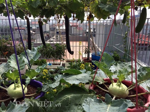 Với diện tích sân thượng vừa phải nhưng bằng niềm đam mê, sự yêu thích cây cối và đặc biệt là kinh nghiệm 17 năm làm nghề đầu bếp, anh Bùi Minh Tuấn luôn hiểu rất rõ về mối nguy hại từ thực phẩm không an toàn mang đến sự tàn phá sức khỏe cho cơ thể hàng ngày, hàng giờ.