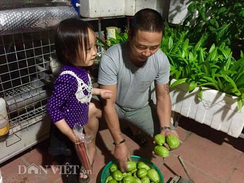 Sau khi làm quen với việc trồng rau tại nhà, anh Tuấn tiếp tục thử sức trồng các loại củ quả như cà chua, dưa leo, bầu, bí,... Giàn quả sai lúc lỉu, trái nào trái nấy đều to và dài khiến ai trông thấy cũng đều không khỏi "ghen tị".