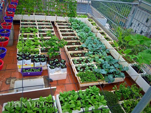 Vì vậy, anh Tuấn đã quyết định trồng rau quả sạch trên sân thượng tầng 5 nhà mình.