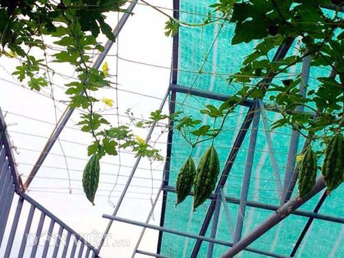 Khổ qua nhồi thịt là món mà các con anh rất thích ăn
