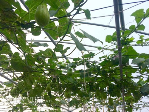 Giàn su su sai trĩu quả của anh nông dân phố