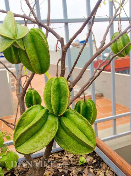 Bất ngờ nhất là cây khế nhỏ ở một góc vườn nhưng cho rất nhiều quả