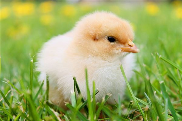 Tuổi Dậu tự tin vào năng lực của mình, nhất định sự nghiệp sẽ thành công. Tiền bạc ập đến, con giáp hãy quản lý tài khoản cẩn thận, kinh tế sẽ ngày càng ổn định.