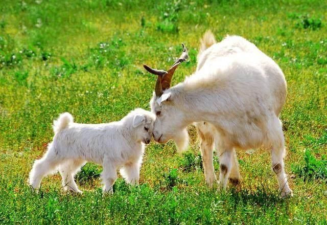Tuổi Mùi vốn thông minh sắc sảo, tài trí hơn người, có con mắt nhìn xa trông rộng và khả năng phân tích nhạy bén. Chính vì vậy, một khi thời cơ tìm đến trong tháng 5, con giáp nhờ phán đoán tốt sẽ nhanh chóng nhận ra cơ hội, từ đây một bước đổi đời.