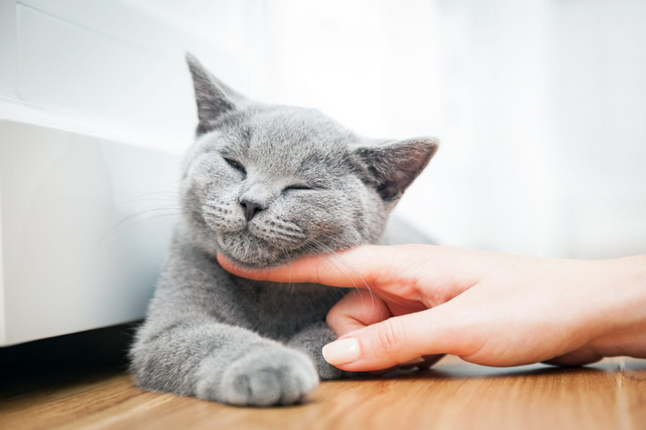 Tuổi Mão tuần này khả năng biểu đạt, độ nhạy bén đều đi xuống, khiến con giáp hơi bị động. Thay vì ngồi không lo lắng, con giáp hãy bắt tay vào việc, sau đó từ từ khắc phục những điều còn chưa ổn. Bù lại với công việc ngoài giờ, Tuổi Mão có cơ hội làm giàu khi tin vui liên tiếp đến từ các dự án đầu tư, hãy tranh thủ tích lũy tài sản.