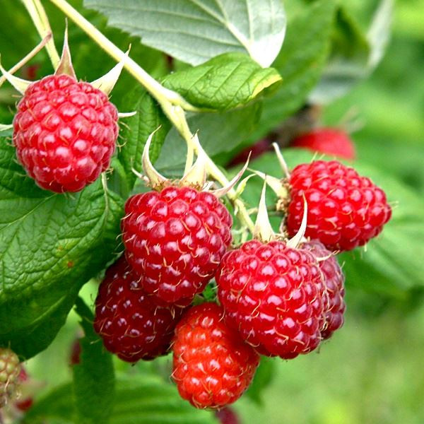 Ngoài cung cấp một lượng lớn vitamin C và mangan, quả mâm xôi còn chứa tới 6,5% chất xơ. Ảnh: mcintyre.
