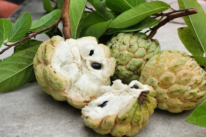Quả na còn chứa lutein, có thể thúc đẩy sức khỏe của mắt và bảo vệ mắt khỏi giảm thị lực. Ảnh: vtcns.