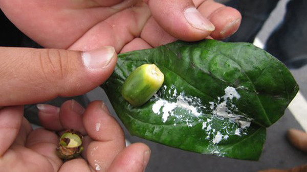 Tục ăn trầu có khả năng gây ung thư được các chuyên gia sức khỏe Trung Quốc cảnh báo từ lâu. Vậy nhưng, không ít người vẫn bất chấp sử dụng chúng như một món ăn vặt.