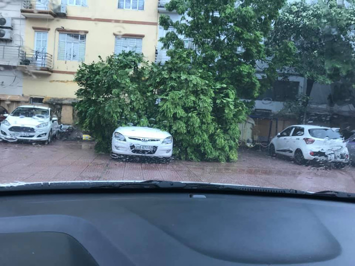 Một chiếc xe bị tán lá cây đổ đè lên nóc.