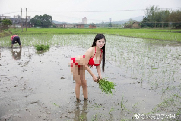 Mỹ nhân Trung Quốc này khiến người nhìn khó hiểu khi diện nguyên bộ bikini đỏ ra đồng cấy lúa. Nhiều người nhận xét bộ đồ ngoài tác dụng thu hút sự chú ý, hoàn toàn không phù hợp với công việc đồng áng lẫn che chắn cơ thể giữa chốn đông người.