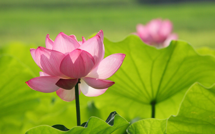 Tuổi Tuất: Sự nghiệp: gặp nhiều cạm bẫy trong công việc, cần bình tĩnh xử lý mọi tình huống. Tài vận: rất kém, phải chi tiêu nhiều, nên giữ chặt ví tiền. Tình cảm: dễ xảy ra tranh cãi, cần điều chỉnh lại tâm trạng để không ảnh hưởng xấu đến chuyện tình cảm. Ảnh: baidu.com.