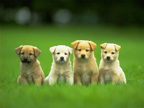 Tình cảm: Đại cát, vợ chồng hòa hợp.