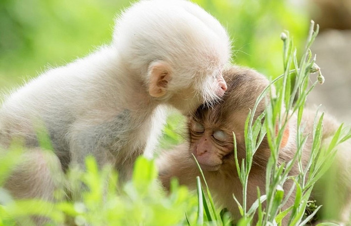 Tuổi Thân: Sự nghiệp: cẩn thận trong lời ăn tiếng nói để tránh thị phi trong công việc. Tài vận: tháng không thuận lợi cho việc cầu tài, kiếm lời. Tình cảm: chuyện tình cảm ngọt ngào, suôn sẻ. Sức khỏe: chú ý đến hệ hô hấp.