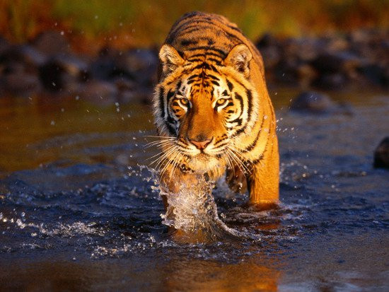 Tuổi Dần: tháng 9 âm lịch, con giáp này bước vào cục diện “Thiên Tài Tinh vượng phát”. Sự nghiệp: có nhiều cơ hội để thể hiện năng lực làm việc của bản thân nên được cấp trên đánh giá cao và tin dùng. Tài vận: Thiên Tài tinh vượng nên việc kiếm tiền, cầu tài suôn sẻ thuận lợi, tiền bạc rủng rỉnh. Tình cảm: vận đào hoa sáng, người nam tuổi Dần cần thận trọng trong các mối hệ khác giới tránh làm ảnh hưởng đến tình cảm hiện tại. Sức khỏe: nên nghỉ ngơi nhiều, đừng quá lao lực.
