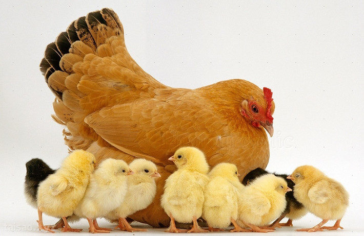 Tuổi Dậu: Sự nghiệp: đề phòng tiểu nhân ám hại, gây nhiều thiệt hại cho công việc. Tài vận: phải vất vả mới kiếm được tiền nhưng lại bị tiểu nhân lừa gạt. Tình cảm: nên trân trọng tình cảm hiện tại. Sức khỏe: chú ý đến giấc ngủ và đường huyết.