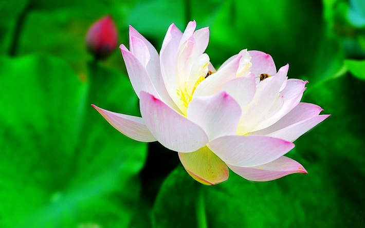 Tuổi Ngọ: Công việc: gặp nhiều áp lực trong công việc. Tài vận: không nên quá vội vàng tìm kiếm cơ hội cầu tài. Tình cảm: có mâu thuẫn trong tình cảm. Ảnh: baidu.com.
