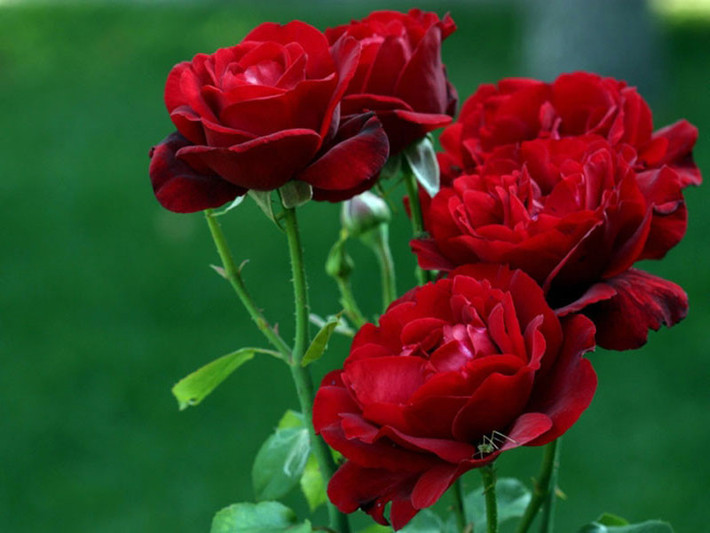 Chuyện tình cảm của người tuổi Tý sẽ vô cùng suôn sẻ, người đã lập gia đình thì hôn nhân viên mãn, người còn độc thân sẽ có cơ hội gặp được ý trung nhân. Công việc của con giáp này cũng thuận buồm xuôi gió, tài vận thu nhập dồi dào. Đặc biệt sức khỏe của người tuổi Tý sẽ tốt hơn rất nhiều so với năm 2017, có thể nói đây là năm mà “bệnh tật, tai nạn” sẽ tránh xa con giáp này. Ảnh: baomoi.com.