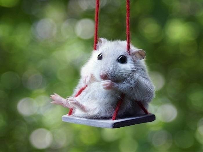 Theo dự đoán tử vi tuần mới từ 05/08 - 11/08/2019 cho 12 con giáp, người tuổi Tý đề phòng tiểu nhân hãm hại trong công việc. Tình cảm: chuyện tình không ổn định. Tài vận: hao tài tốn của. Sức khỏe: chú ý hệ tiết niệu. Con số may mắn: 5, 0. Màu sắc may mắn: màu vàng. Hướng may mắn: hướng Đông Bắc.