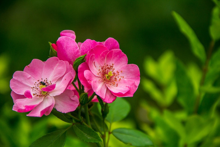 Do được nhiều người yêu quý và giúp đỡ nên người tuổi Mùi luôn thuận lơi trong mọi mặt của cuộc sống do đó đường đến với thành công cũng dễ dàng hơn người khác. Người tuổi Mùi sớm đạt được cuộc sống giàu sang phú quý. Ảnh: baidu.com.