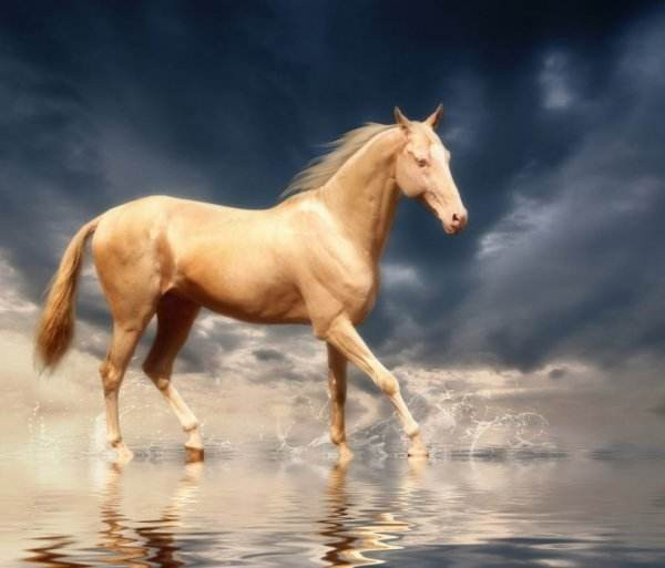 Tuổi Ngọ: Vận thế chung: 84 điểm. Chuyện tình cảm của người tuổi Ngọ hoàn mỹ. Con giáp này đề phòng tiểu nhân giở trò ám hại sau lưng. Tài vận tháng này lao dốc không phanh. Người tuổi Thìn cũng cần chú ý đến các vấn đề sức khỏe phát sinh. Hướng may mắn: hướng Đông.