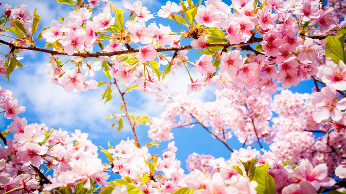 Tuổi Hợi: Người tuổi Hợi bẩm sinh đã có phúc khí. Người tuổi Hợi khi nhỏ tính cách vô cùng ngây thơ, họ dường như không biết đến khổ đau, cuộc sống vô cùng thuận lợi. Ảnh: baidu.com.