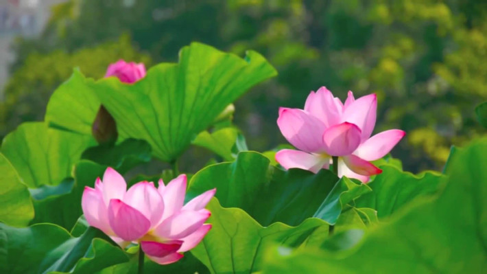 Tuổi Dần: Sự nghiệp: con giáp này cần đề phòng tiểu nhân ám hại. Tài vận: tình hình tài chính bình thường, nguồn thu phụ không tốt. Tình cảm: chuyện tình cảm tốt đẹp, suôn sẻ. Ảnh: baidu.com.