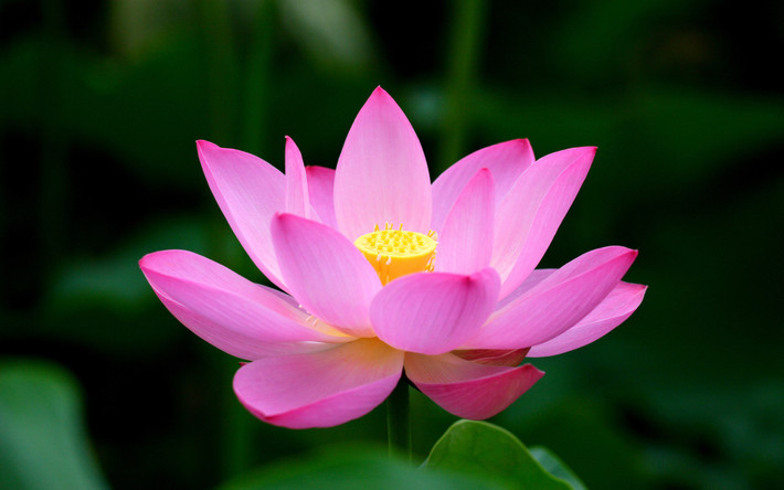 Tuổi Thân: Tuần này vận thế của người tuổi Thân rất sáng sủa, công việc tương đối khả quan, tài vận có sự chuyển biến đi lên nhưng không nên chơi xổ số. Chuyện tình cảm ổn định. Ngày đào hoa vượng phát: thứ năm, nên dành nhiều thời gian cho người mình yêu. Ngày xung kỵ: thứ bảy, chuyện tình cảm ảnh hưởng xấu đến công việc. Ngày vượng tài: chủ nhật, trực giác nhạy bén giúp kiếm thêm nhiều khoản thu. Ảnh: baidu.com.