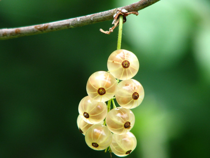 Tuổi Tuất: Công việc: hôm nay công việc rất thuận lợi, nên biết nắm bắt cơ hội, tận dụng các mối quan hệ xã hội để sự nghiệp phát triển vững chắc hơn. Tài vận: nên biết tiết kiệm, không nên quá hoang phí tiền bạc. Tình cảm: nên củng cố lại tình cảm giữa đôi bên. Ảnh: pinterest.com.