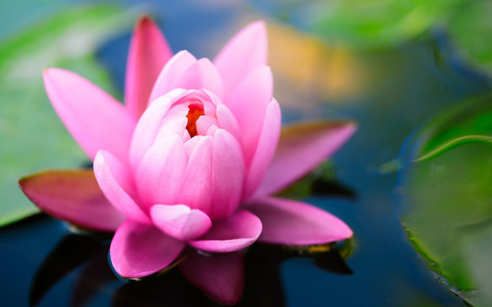 Tuổi Hợi: Sự nghiệp: được đồng nghiệp và mọi người xung quanh giúp đỡ trong công việc. Tài vận: bạn bè mang đến cơ hội cầu tài. Tình cảm: gặp được ý trung nhân. Ảnh: baidu.com. (Bài viết chỉ mang tính tham khảo, cung cấp nội dung trắc nghiệm vui cho bạn đọc).