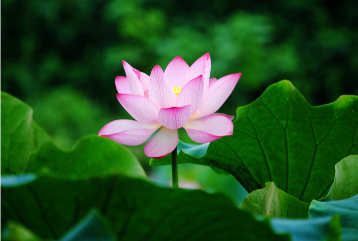 Tuổi Dần: Vận thế chung: 4.1 điểm. Sự nghiệp: 4.1 điểm. Tình cảm: 4.0 điểm. Tài vận: 4.2 điểm. Sức khỏe: 4.0 điểm. Sự nghiệp: mọi vướng mắc đều được giải quyết ổn thỏa. Tình cảm: gặp nhiều chuyện vui. Tài vận: tương đối ổn định. Sức khỏe: chú ý dạ dày. Quý nhân tuần này: tuổi Dần, tiểu nhân tuần này: tuổi Hợi. Lời khuyên: đề phòng tiểu nhân đâm sau lưng. Ảnh: pinterest.com.
