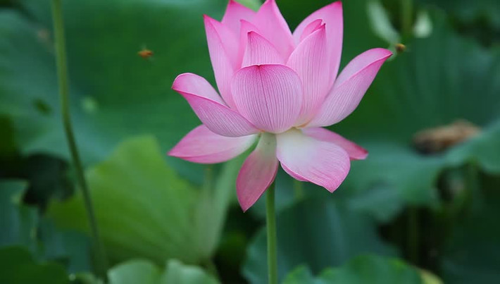 Tuổi Thìn: Vận thế chung: 3.6 điểm. Sự nghiệp: 4.0 điểm. Tình cảm: 3.1 điểm. Tài vận: 4.0 điểm. Sức khỏe: 4.0 điểm. Sự nghiệp: công việc có nhiều khó khăn, phải bỏ nhiều công sức. Tình cảm: chuyện tình cảm đi xuống. Sức khỏe: chú ý sức khỏe người già trẻ nhỏ trong gia đình. Tài vận: thất thoát tiền bạc. Quý nhân tuần này: tuổi Dậu, tiểu nhân tuần này: tuổi Thìn. Lời khuyên: Xung thái tuế nên cẩn thận trong mọi việc. Ảnh: shutterstock.com.