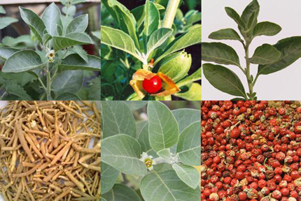 Rễ cây sâm Ấn Độ (Ashwagandha). Nếu tình trạng căng thẳng khiến bạn khó ngủ thì loài thảo mộc này có thể chữa trị căng thẳng. Đơn giản chỉ cần dùng một muỗng cà phê bột rễ của loài cây này pha cùng sữa nóng uống trước khi đi ngủ 30 phút là bạn sẽ chìm vào giấc ngủ ngon lành.