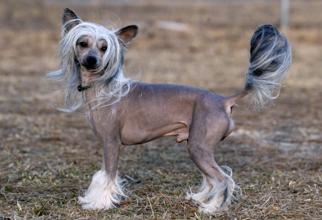 1. Chó có mào (Chinese Crested). Chó có mào là một trong những giống chó xấu xí nhất thế giới với diện mạo độc nhất vô nhị. Cơ thể loài chó có ngoại hình kì lạ này không có lông chỉ trừ một chỏm trên đỉnh đầu trông như mào gà, một túm ở đuôi và một ít ở các ngón chân. Nguồn: Oddies