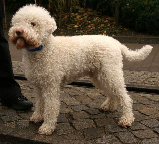 4. Chó Lagotto Romagnolo. Chó Lagotto Romagnolo có bộ lông dày và xoăn, đặc biệt có tuổi thọ rất đáng nể trong họ hàng nhà chó với mức trung bình từ 16-17 năm. Nguồn: Oddies