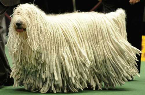 5. Chó Bergamasco. Chó Bergamasco có các sợi lông dài xoắn và bện lại thành từng chùm xếp chồng lên nhau, làm cho nó trông giống như đang mang theo một tấm thảm dày vậy. Nguồn: Oddies