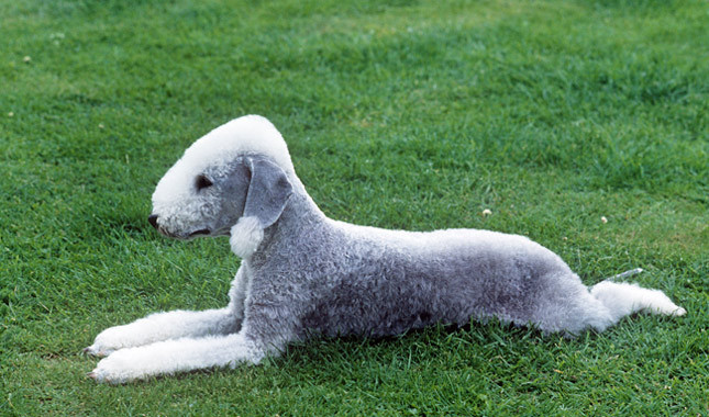2. Chó sục Bedlington. Chó sục Bedlington là một giống chó có nguồn gốc từ Anh với ngoại hình giống như một con cừu. Đầu của nó hình quả lê, tai hình tam giác và bộ lông xoăn như lông cừu. Nguồn: Oddies