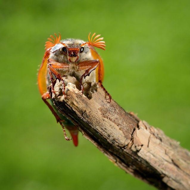 Bọ da (Cockchafer). Còn được gọi là doodlebugs hoặc maybugs, cockchafers thuộc chi Melolontha và có thể dễ dàng xác định bởi hình dạng dãy hình "lá" nhô ra từ râu. Nguồn: MNN
